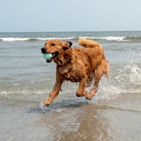 Body Glove Tough Ball 3 Pack - Dog Balls