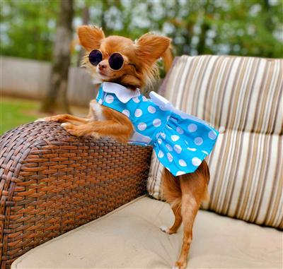 Blue Polka Dot Dress with Matching Leash