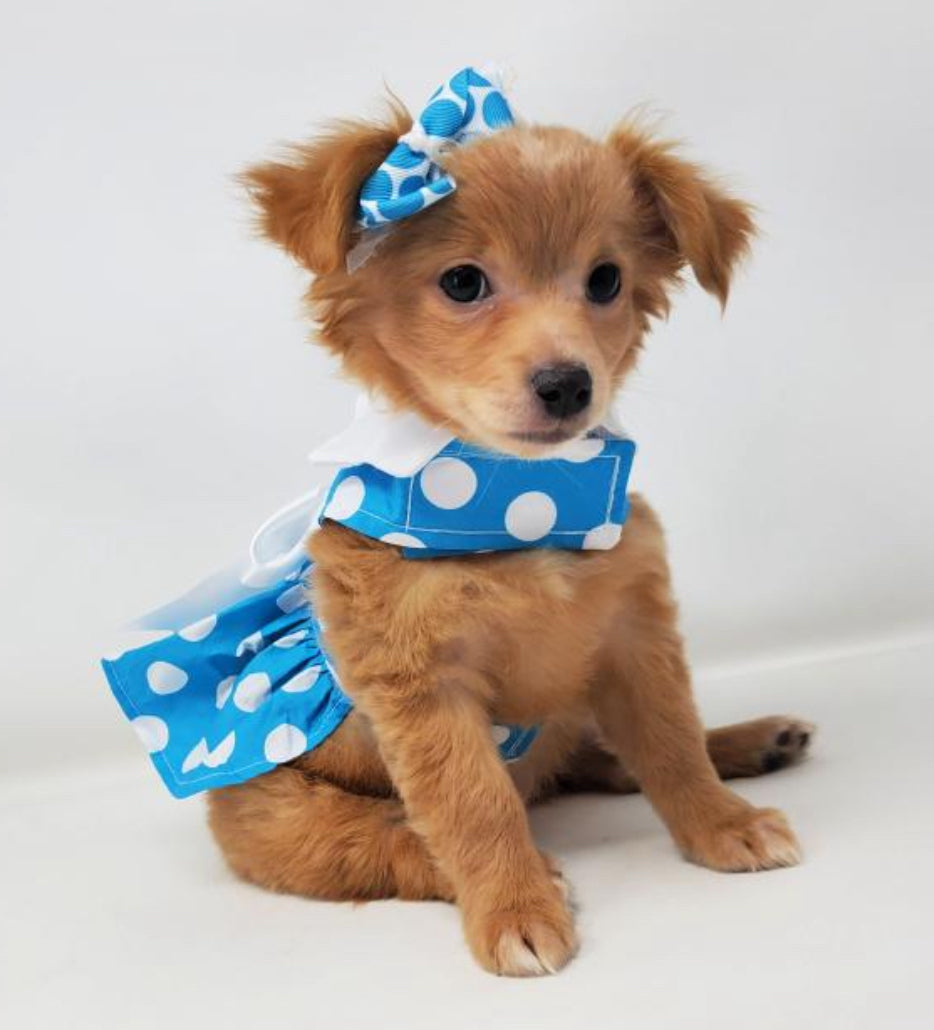 Blue Polka Dot Dress with Matching Leash