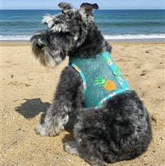 Pineapple Luau Cool Mesh Harness with Leash