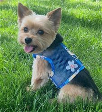 Catching Waves Cool Mesh Harness with Leash