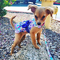 Purple Butterfly Harness Dress with Leash