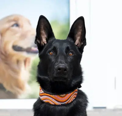 TKC The Groove Beaded Dog Collar