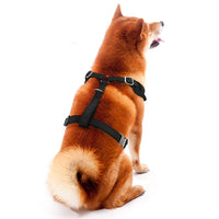 Pittsburgh Steelers Velvet Harness