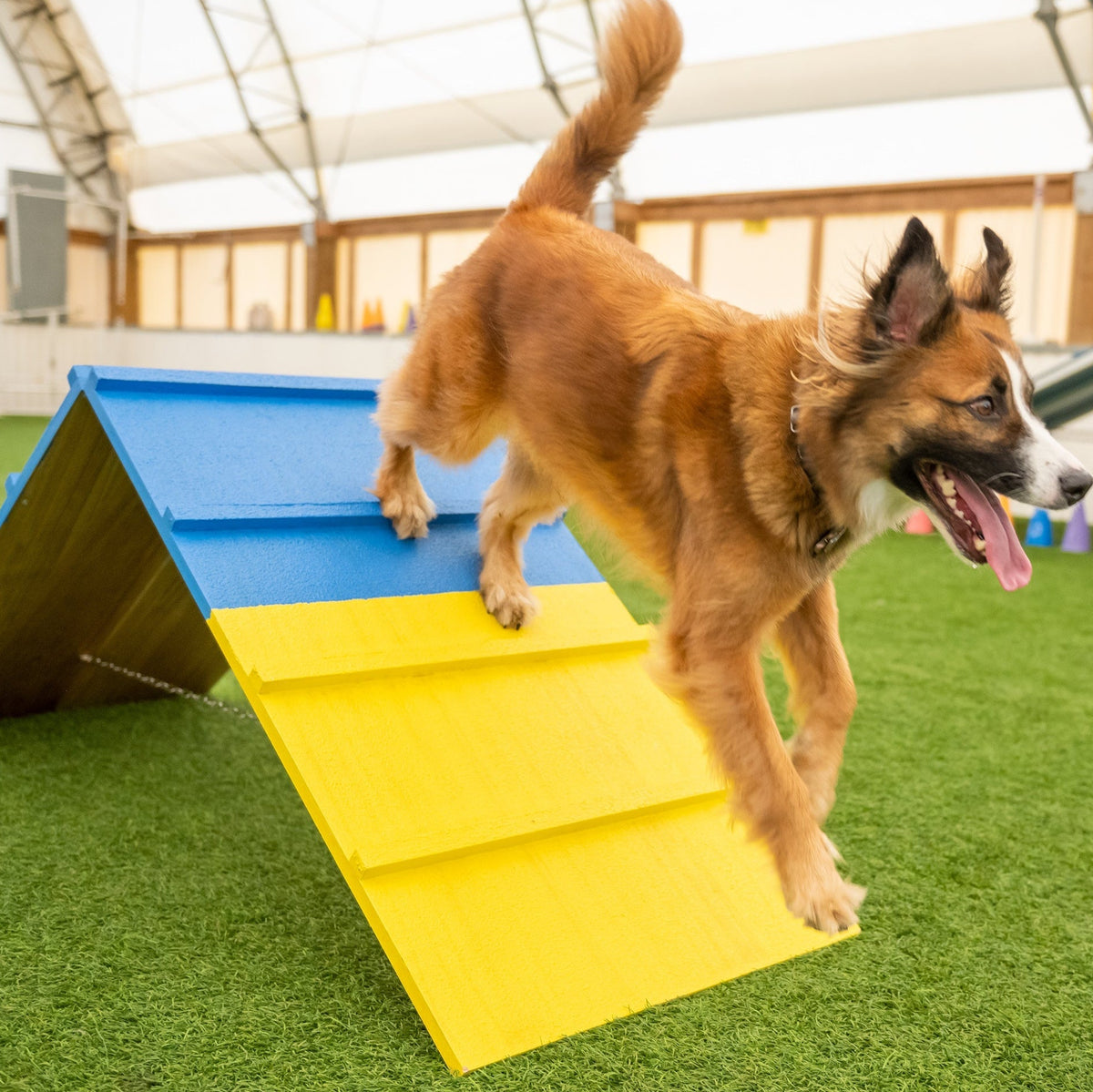 Better Sporting Dogs Dog Agility A-Frame – Arrives Fully Assembled