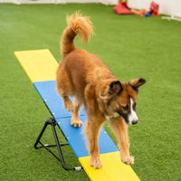 Better Sporting Dogs Practice See Saw – Fully Assembled Practice Teeter for Dog Agility Training