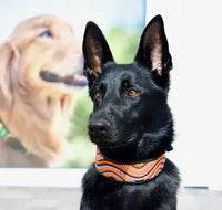 TKC The Groove Beaded Dog Collar