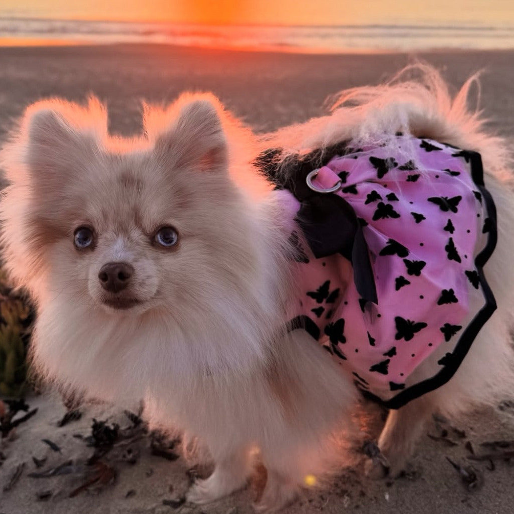 All a Flutter - Pink and Black Harness Dress with Leash