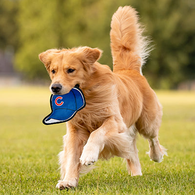 Chicago Cubs Baseball Cap Tough Toys