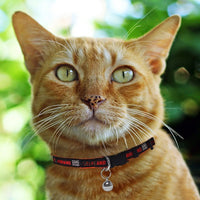 Cleveland Browns Cat Satin Collar