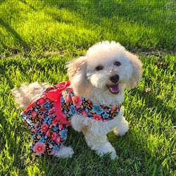 Blooming Blue and Peach Floral Harness Dress with Leash