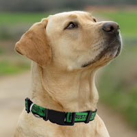 Austin FC Dog Satin Collar or Leash