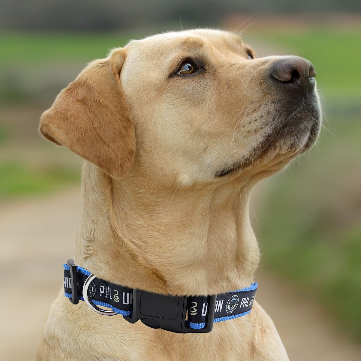 Philadelphia Union Dog Satin Collar or Leash