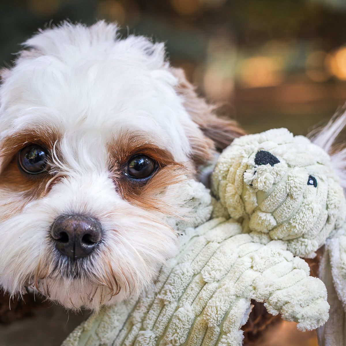Barnyard HuggleFlatties™ Assorted Durable Plush Dog Toys (3pk)