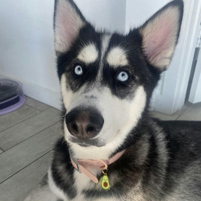 Avocado Pet ID Tag