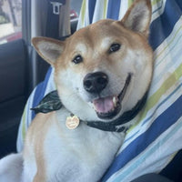Cutie with a Booty Pet ID Tag