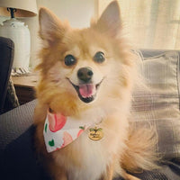 Cutie with a Booty Pet ID Tag