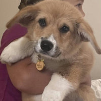 Cutie with a Booty Pet ID Tag