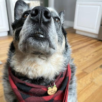 Cutie with a Booty Pet ID Tag