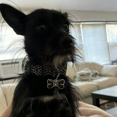 Bowtie Pet ID Tag