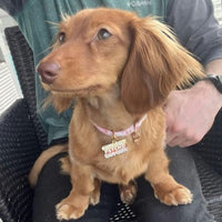 Cute But Psycho Pet ID Tag