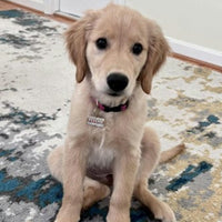 Cute But Psycho Pet ID Tag