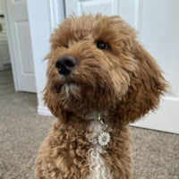 Daisy Pet ID Tag