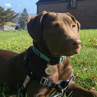 Daisy Pet ID Tag