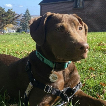 Daisy Pet ID Tag