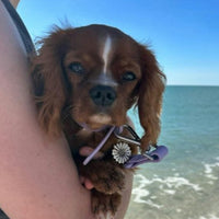 Daisy Pet ID Tag