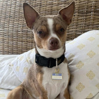Good Boy Pet ID Tag