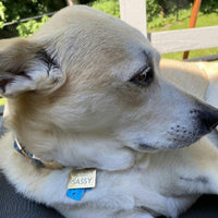 Hello My Name is Pet ID Tag - Gold