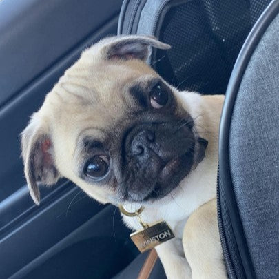 Hello My Name is Pet ID Tag - Gold