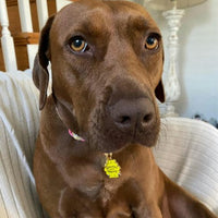 Sweeter than Honey Pet ID Tag