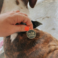 I'm Lost, Gold & Navy Pet ID Tag