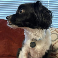 I'm Lost, Gold & Navy Pet ID Tag