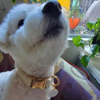 I'm Lost, Gold & White Pet ID Tag