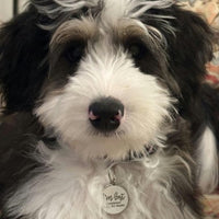 I'm Lost, Gold & White Pet ID Tag