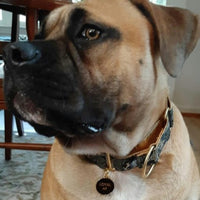Loyal AF Pet ID Tag - Black