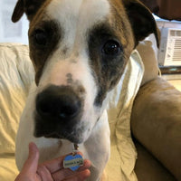 Mamas Boy Pet ID Tag
