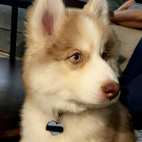 Mamas Boy Pet ID Tag