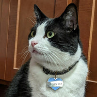 Mamas Boy Pet ID Tag