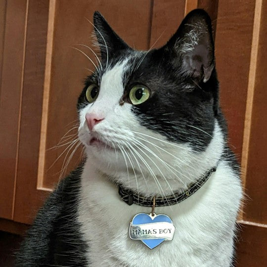 Mamas Boy Pet ID Tag