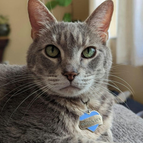 Mamas Boy Pet ID Tag