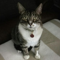 Don't Stress Meowt Pet ID Tag