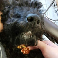 Rose Pet ID Tag - Red & Gold