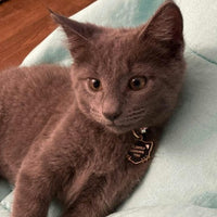 Silently Judging You Pet ID Tag - Black