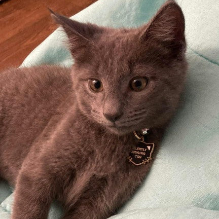 Silently Judging You Pet ID Tag - Black