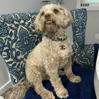 Squirrel Patrol Pet ID Tag
