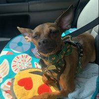 Taco the Town Pet ID Tag